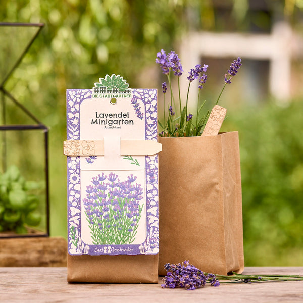 Kit de cultivo para un mini jardín de lavanda en una bolsa de papel marrón, con ramas de lavanda en flor en el fondo.