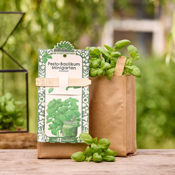 Bolsa de papel con planta de albahaca y kit para un mini huerto de albahaca al pesto sobre una mesa de madera en el jardín.