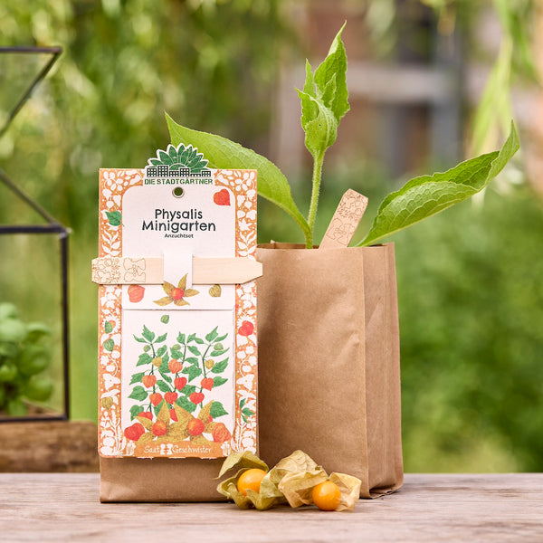 Kit de cultivo de Physalis sobre mesa de madera, compuesto por un packaging de diseño colorido, una maceta marrón con una planta verde y dos frutos de physalis abiertos, en exterior.