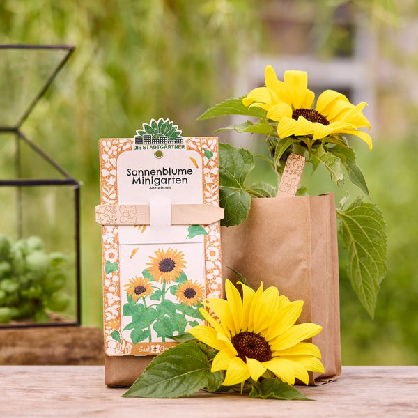 Kit de cultivo de girasol con embalaje y girasol en flor en una bolsa de papel marrón, al aire libre sobre una mesa de madera.