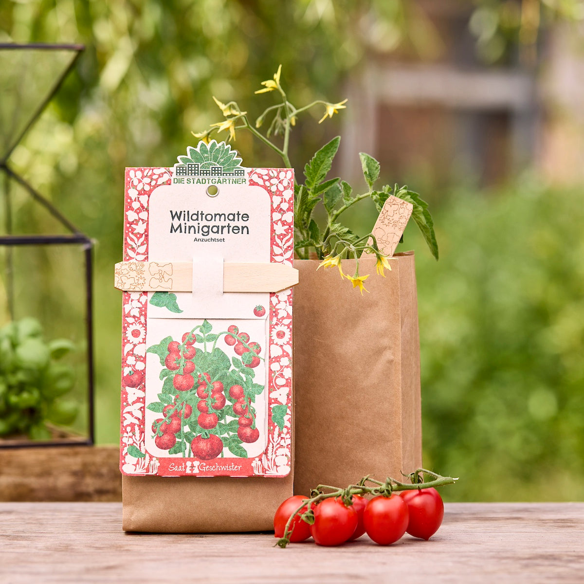 Kit de cultivo de tomates silvestres en una bolsa de papel marrón con una planta de tomate y tomates cóctel maduros en una mesa de madera en el jardín.