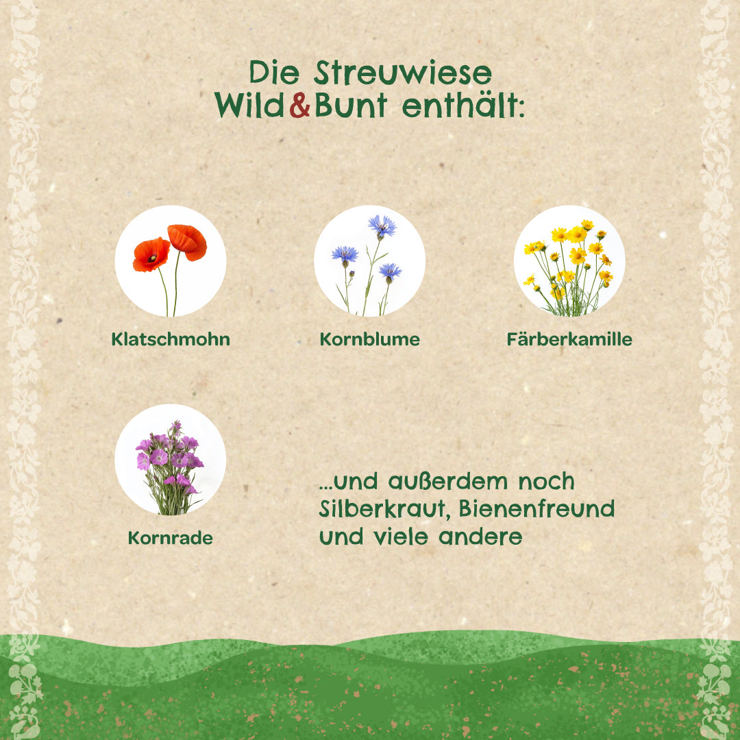 Ilustración de amapola, aciano, manzanilla tintorera y aciano, así como texto sobre las especies de flores silvestres contenidas en una mezcla de pradera.