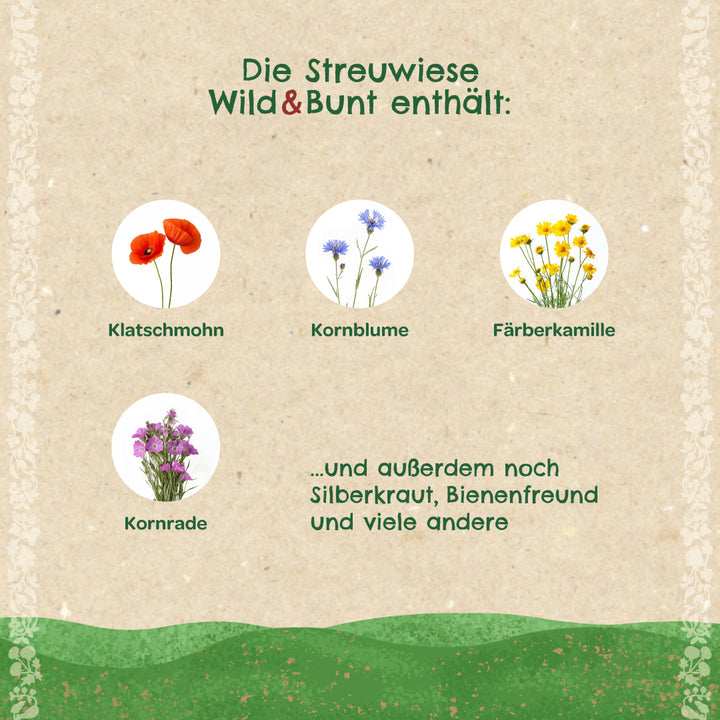 Ilustración de amapola, aciano, manzanilla tintorera y aciano, así como texto sobre las especies de flores silvestres contenidas en una mezcla de pradera.