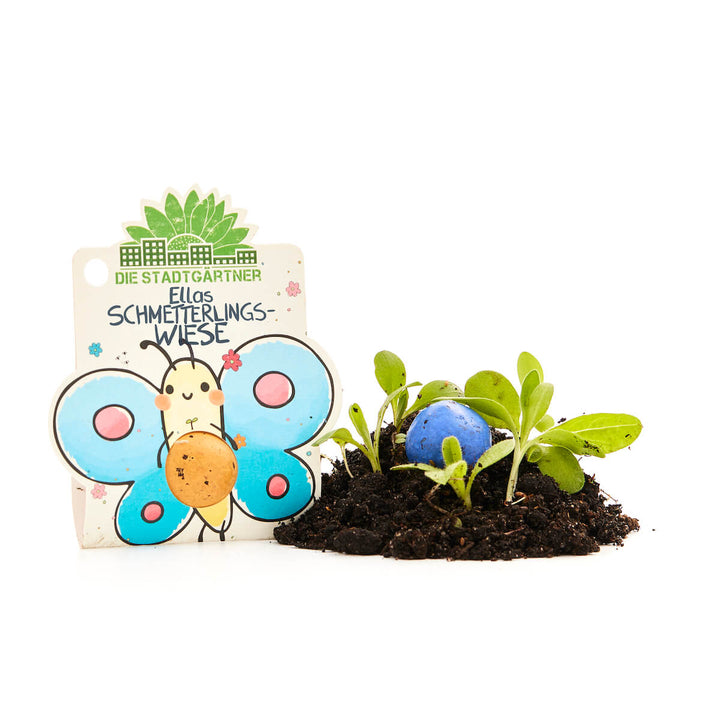 Set de plantas con packaging colorido y bomba de semillas, junto a tierra con plantas jóvenes.
