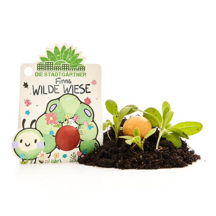 Embalaje con la inscripción "Finn's Wild Meadow", una bomba de semillas y plantas jóvenes de hierba en tierra fresca.