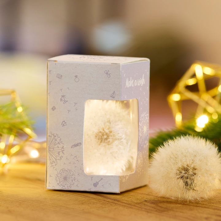 Diente de león en una caja de regalo con la inscripción "Pide un deseo", otro diente de león al lado y luces decorativas en el fondo.