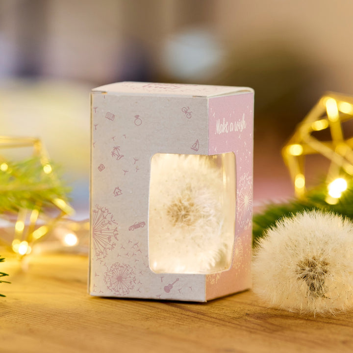Diente de león envuelto en una caja de regalo decorativa con ventana de visualización, junto a él un solo diente de león, fondo con luces y elementos decorativos verdes.