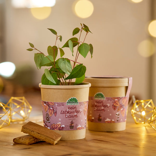 Dos macetas con plantones verdes, decoradas con la etiqueta "Tu árbol de jengibre", sobre una mesa de madera con luces de colores y trozos de pan de jengibre.