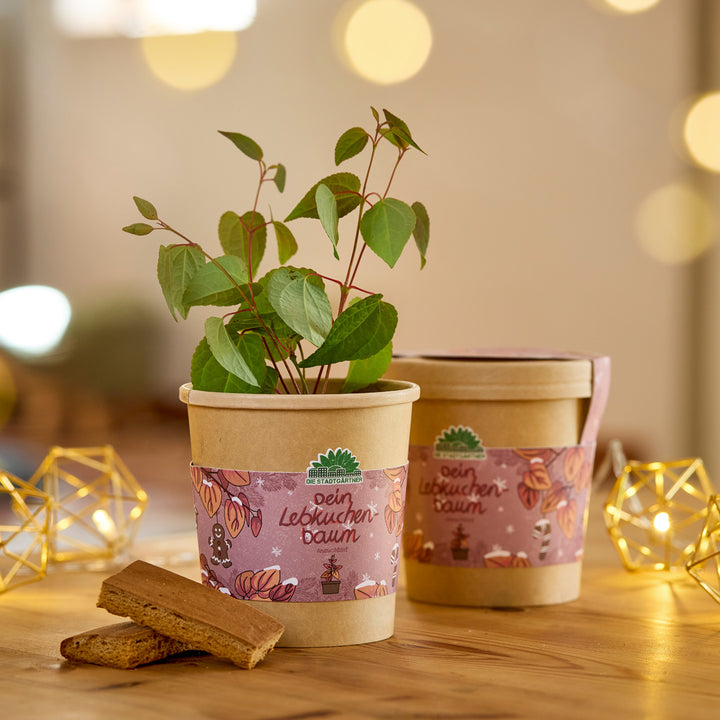 Dos macetas con plantones verdes, decoradas con la etiqueta "Tu árbol de jengibre", sobre una mesa de madera con luces de colores y trozos de pan de jengibre.