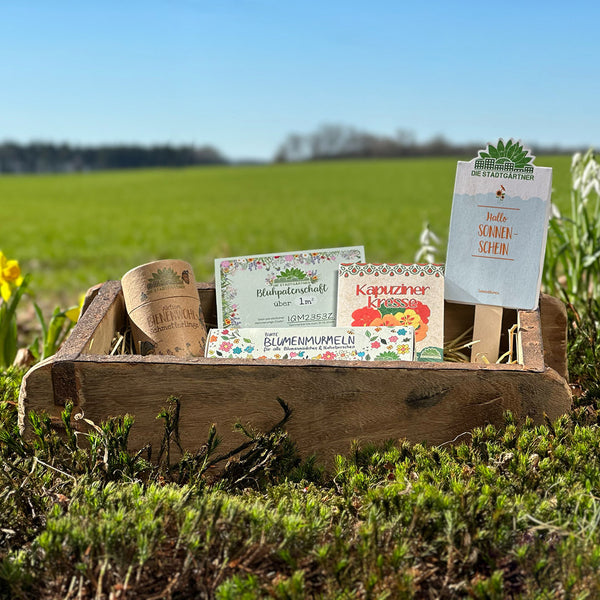 Caja de madera con bolsas de semillas y paquetes de flores y hierbas en primer plano, campo verde borroso en el fondo.