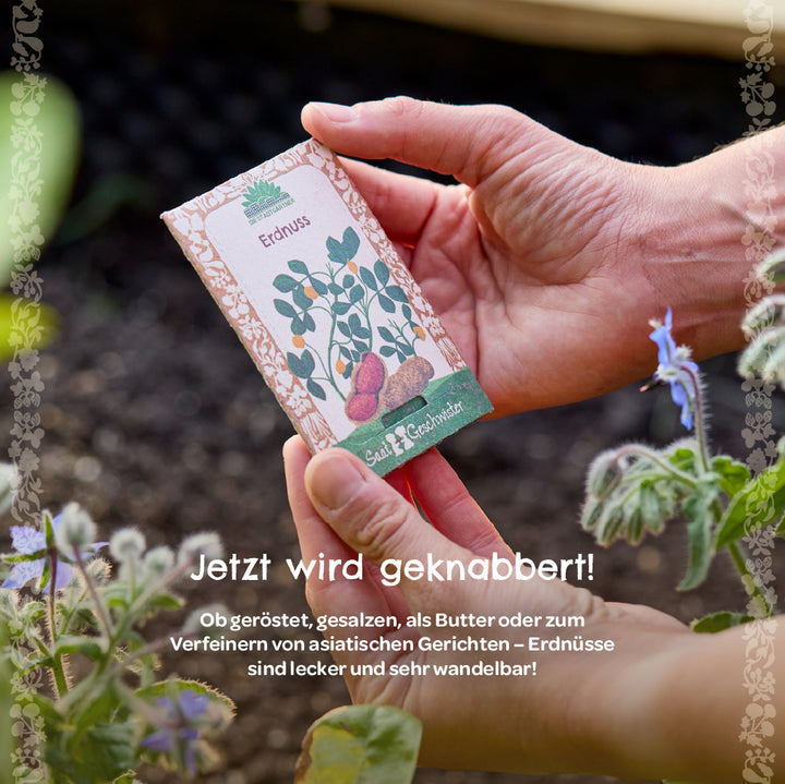 Dos manos sostienen un paquete de semillas de maní frente a un cantero, con plantas y una flor violeta visibles en primer plano.