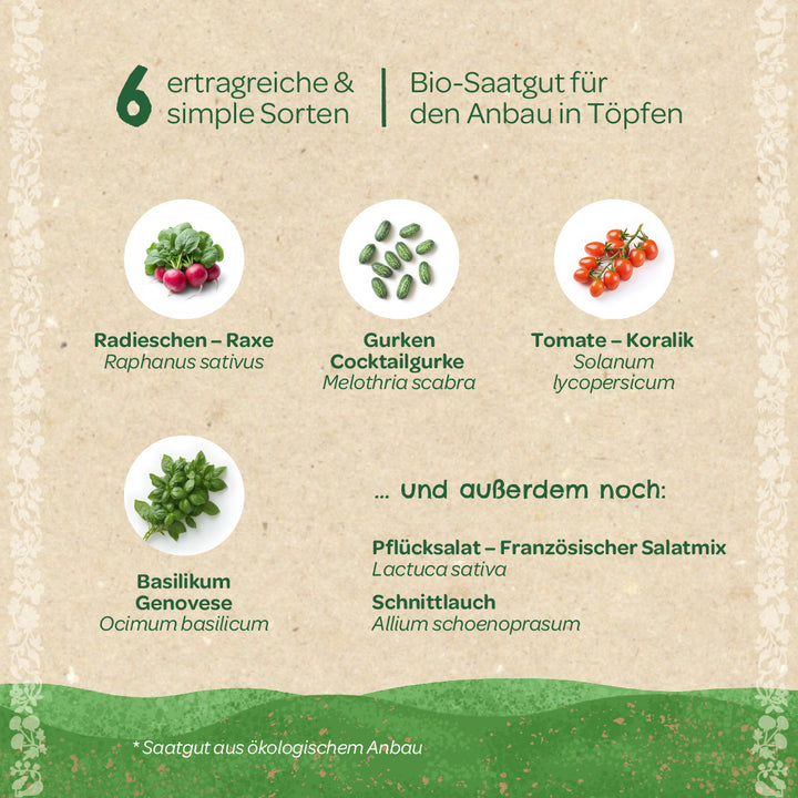 Seis verduras diferentes para cultivar en macetas, incluidos rábanos, pepinos de cóctel, tomates, albahaca, lechuga y cebollino, con imágenes de las respectivas plantas.