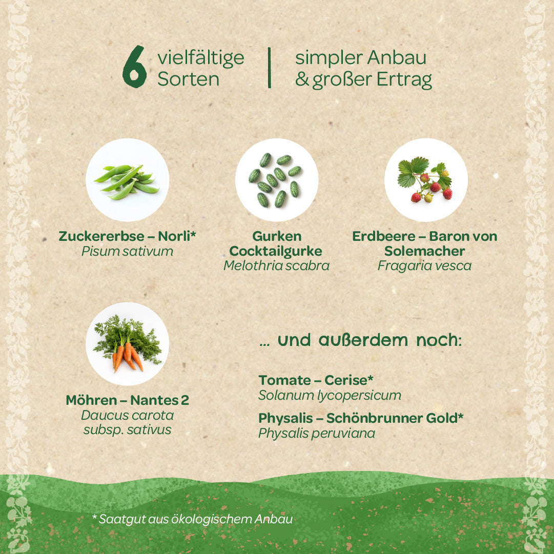 Gráfico con seis verduras diferentes: guisante dulce, pepino, fresa, zanahoria, tomate y physalis, cada una con nombres alemanes y botánicos, sobre un fondo beige.
