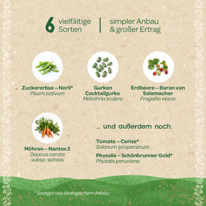 Gráfico con seis verduras diferentes: guisante dulce, pepino, fresa, zanahoria, tomate y physalis, cada una con nombres alemanes y botánicos, sobre un fondo beige.