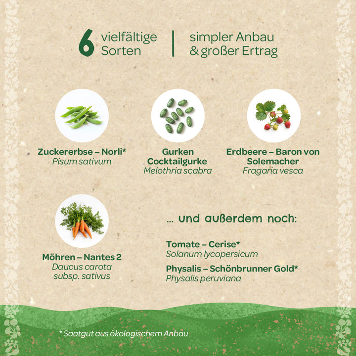 Gráfico con seis verduras diferentes: guisante dulce, pepino, fresa, zanahoria, tomate y physalis, cada una con nombres alemanes y botánicos, sobre un fondo beige.