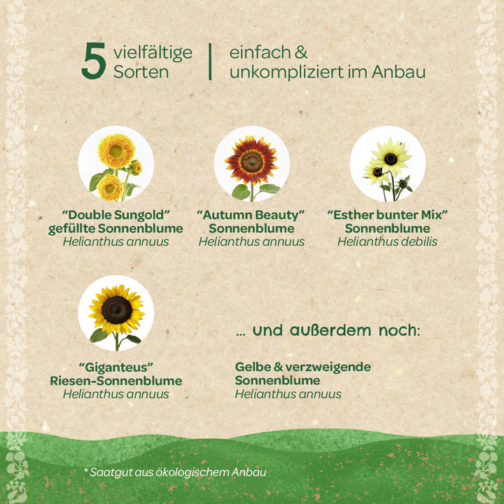 Cinco variedades diferentes de girasoles con nombres e imágenes, entre ellas "Double Sungold", "Autumn Beauty", "Esther Colorful Mix", "Giganteus" y el girasol de ramificación amarilla, todas fáciles y sencillas de cultivar.