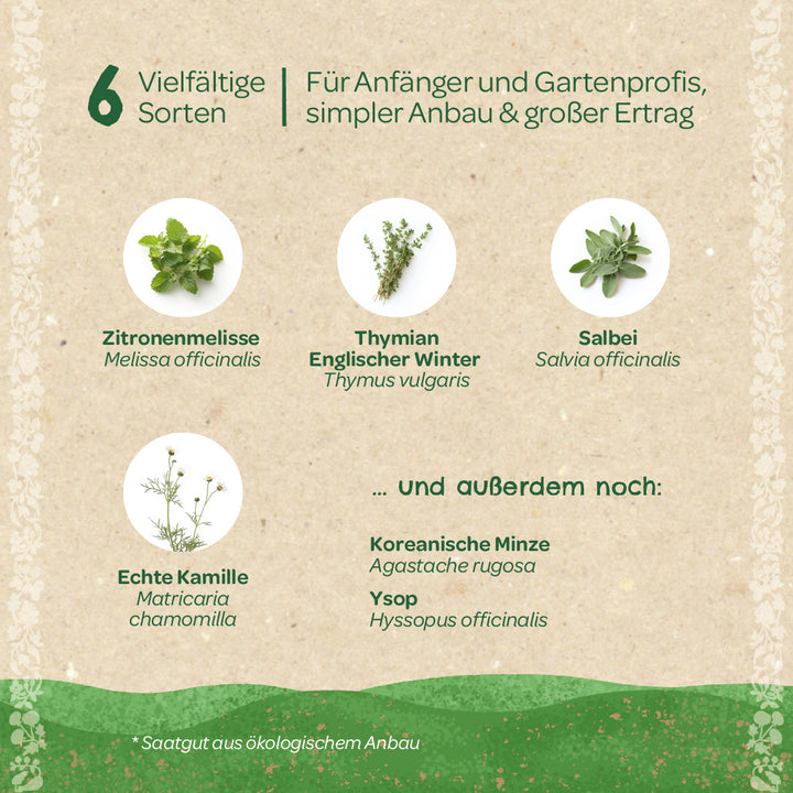 Seis hierbas diferentes para principiantes y profesionales de la jardinería, ilustradas con imágenes de melisa, tomillo, salvia, manzanilla, menta coreana e hisopo sobre un fondo beige.