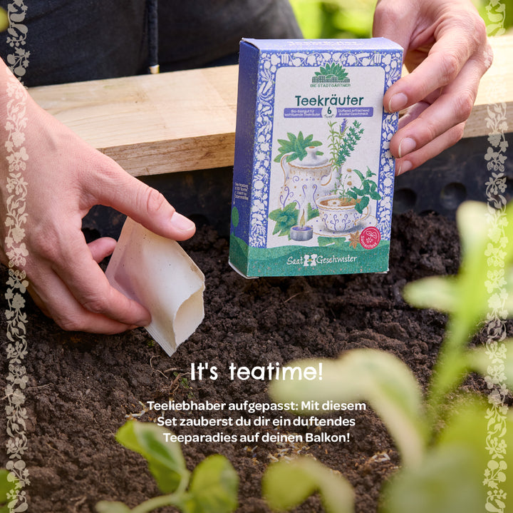 Primer plano de unas manos sosteniendo una caja de semillas de hierbas de té y un paquete de semillas sobre la tierra en un cantero elevado, con el texto "¡Es la hora del té!" y una descripción de un kit de hierbas de té.