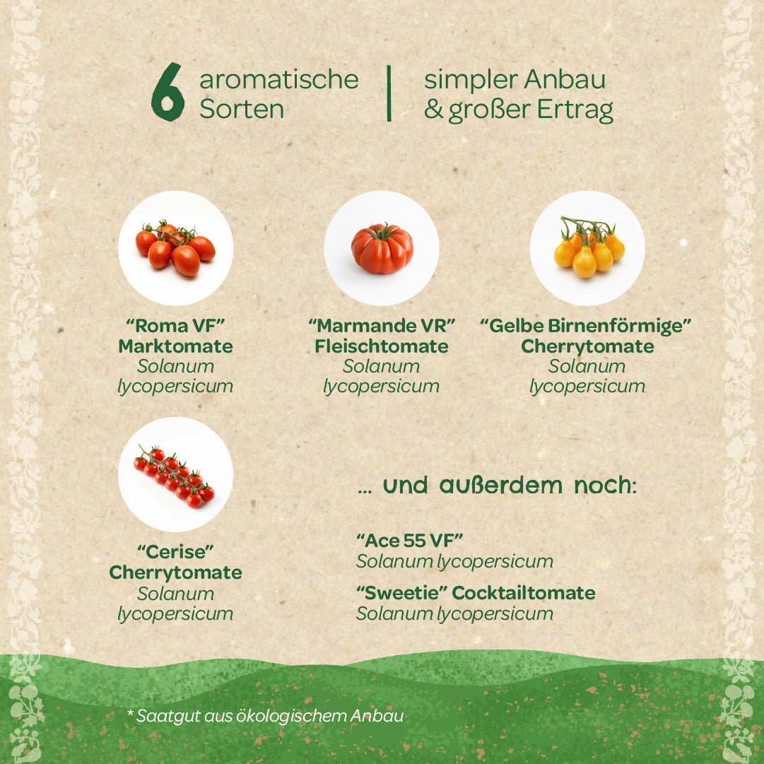 Seis variedades de tomates aromáticos (Roma VF, Marmande VR, Amarillo en forma de pera, Cerise, Ace 55 VF, Sweetie) con imágenes y nombres en alemán, adecuadas para un cultivo fácil y un alto rendimiento.