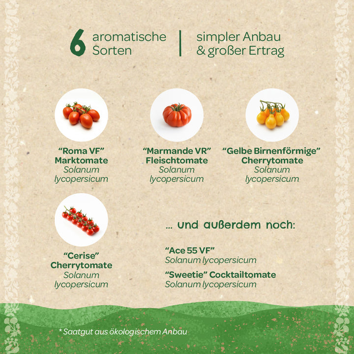 Seis variedades de tomates aromáticos (Roma VF, Marmande VR, Amarillo en forma de pera, Cerise, Ace 55 VF, Sweetie) con imágenes y nombres en alemán, adecuadas para un cultivo fácil y un alto rendimiento.