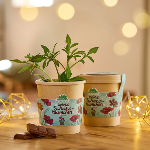 Dos macetas con plantas de flores de chocolate sobre una mesa de madera, rodeadas de luces de colores y trozos de chocolate.