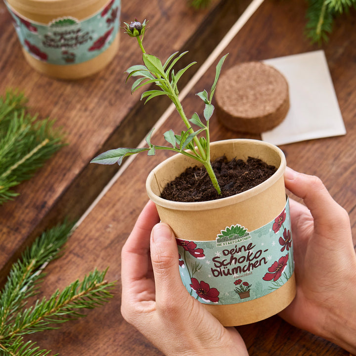 Una persona sostiene una pequeña maceta marrón con tierra y una planta joven, con las palabras "Tus flores de chocolate" escritas en la maceta.