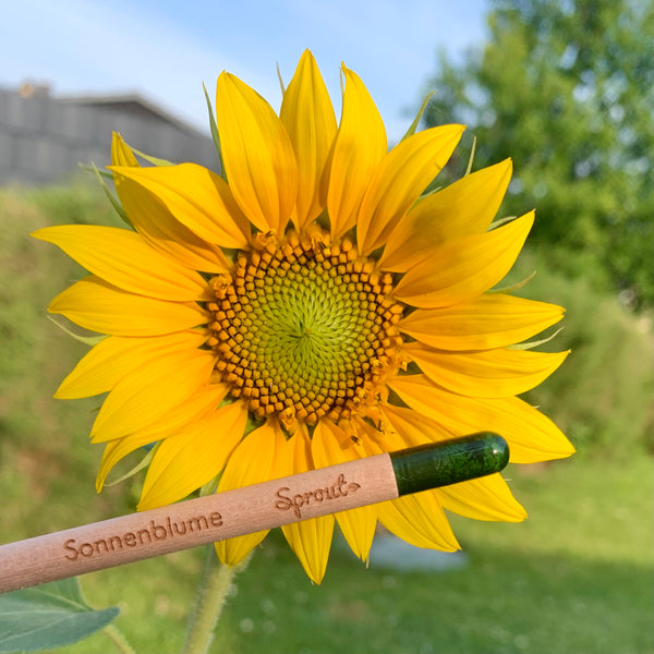 Lápiz de semillas "Girasol"