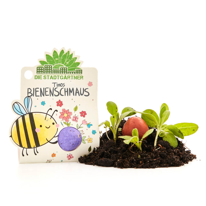 Un kit de semillas con una tarjeta ilustrada que muestra una abeja y flores, junto a tierra con plantas verdes y bombas de semillas de colores.