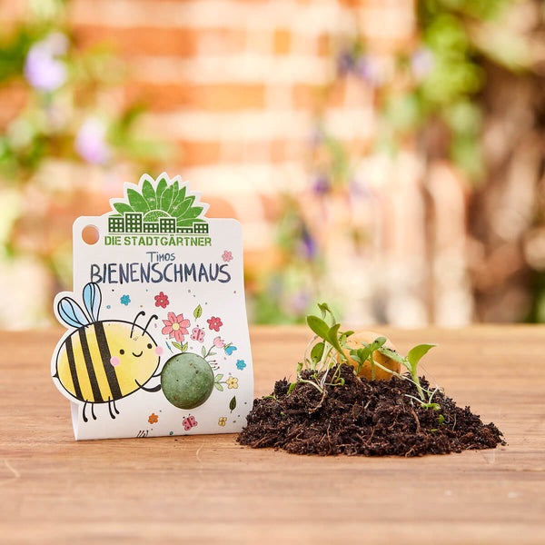 Paquete con la inscripción “El festín de abejas de Timo, el jardinero de la ciudad” y un dibujo de una abeja junto a un pequeño montón de tierra con plantas jóvenes sobre una mesa de madera.