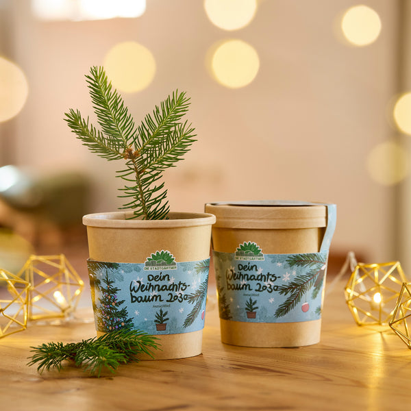 Dos macetas marrones con plántulas de árboles de Navidad sobre una mesa de madera, decoradas con luces de colores, con luces cálidas y borrosas en el fondo.