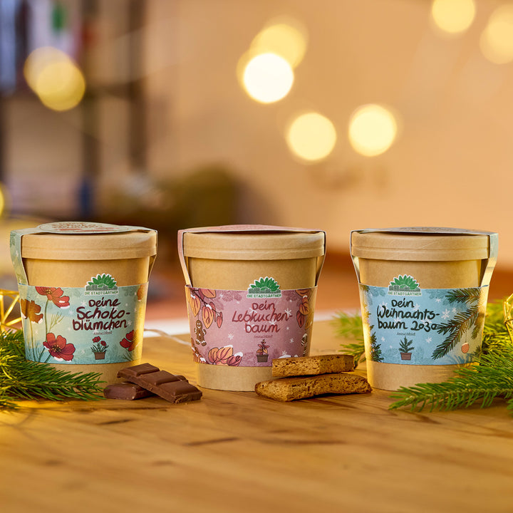 Tres macetas de colores con los nombres “Tus flores de chocolate”, “Tu árbol de jengibre” y “Tu árbol de Navidad 2023” se encuentran una al lado de la otra sobre una mesa de madera, rodeadas de chocolate, pasteles y ramas de abeto.