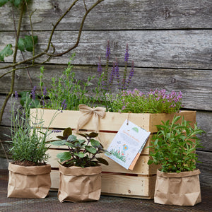 Caja de madera con diversas hierbas y plantas frente a una antigua pared de madera.