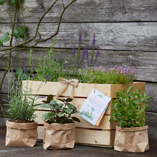 Caja de madera con diversas hierbas y plantas frente a una antigua pared de madera.