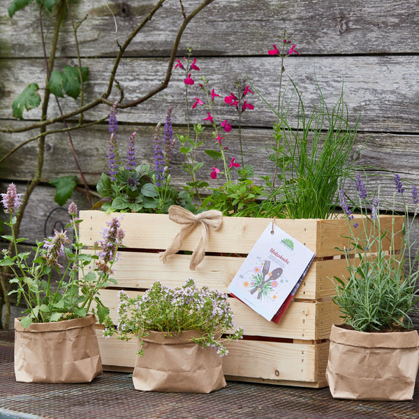 Caja de madera con diversas hierbas, delante tres plantas en bolsas de papel marrón, al fondo una pared de madera cubierta de hiedra"