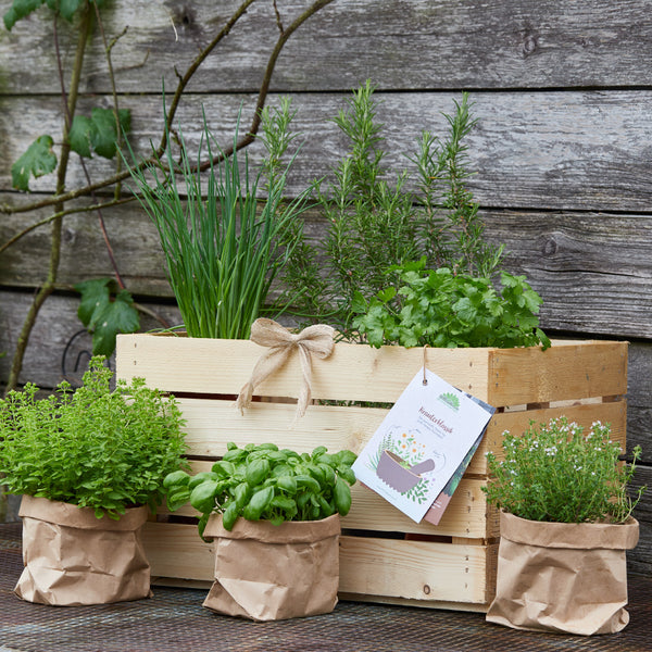 Jardín de hierbas en una caja de madera y bolsas de papel frente a una vieja pared de madera.