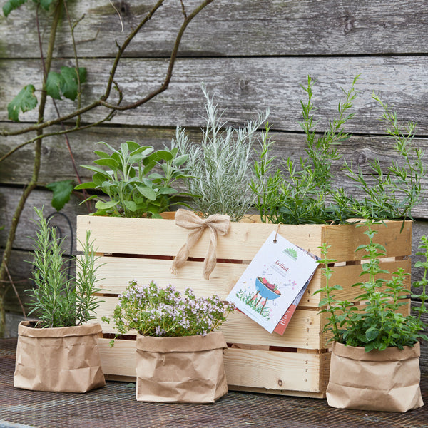 Jardín de hierbas en una caja de madera y bolsas de papel frente a una vieja pared de madera.