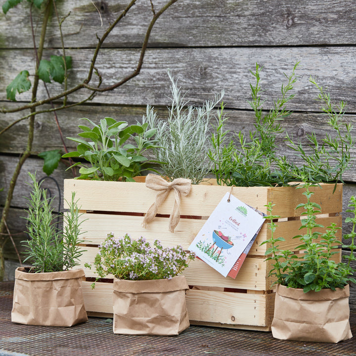 Jardín de hierbas en una caja de madera y bolsas de papel frente a una vieja pared de madera.