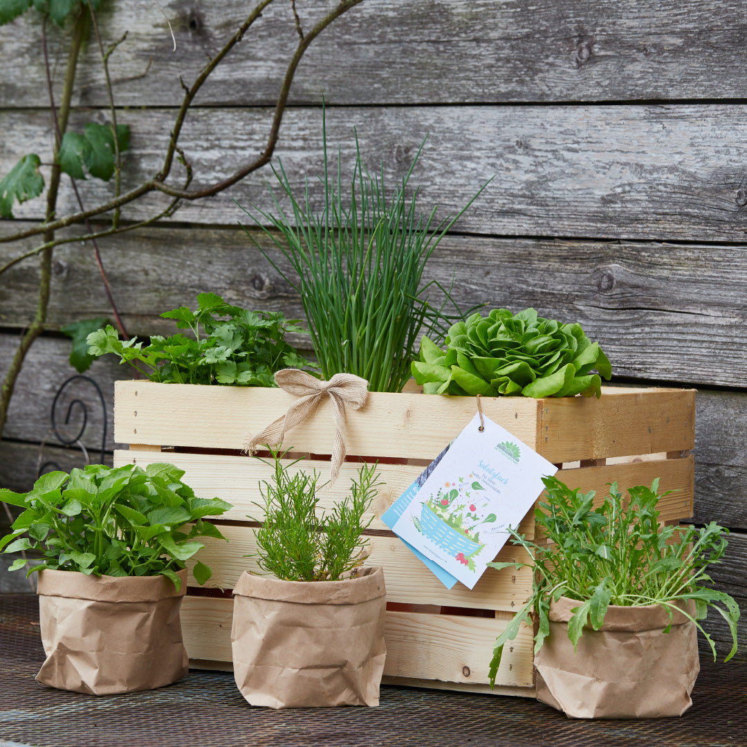 Caja de madera con varias hierbas y bolsas de papel sobre una superficie de madera en el jardín.