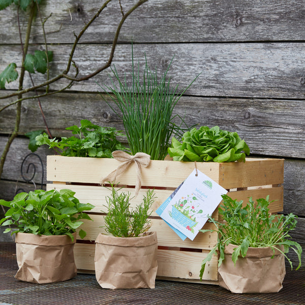 Caja de madera con varias hierbas y bolsas de papel sobre una superficie de madera en el jardín.