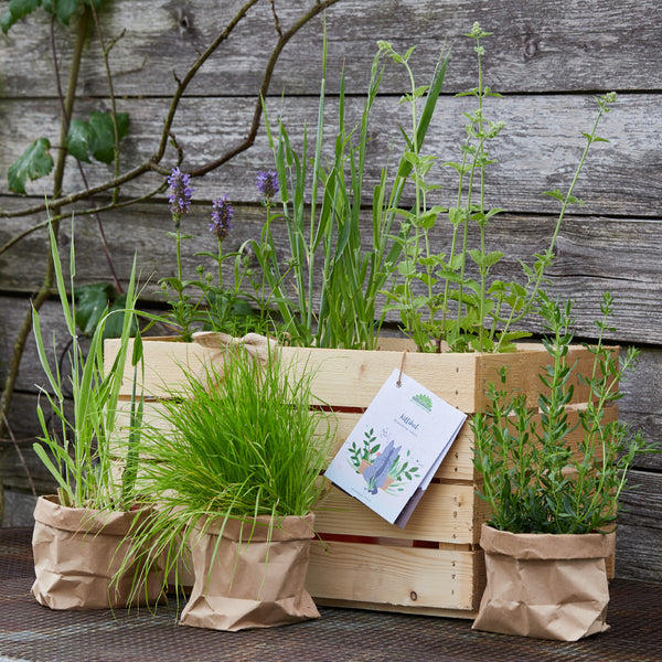 Jardín de hierbas en una caja de madera y dos bolsas de papel frente a una pared de madera.