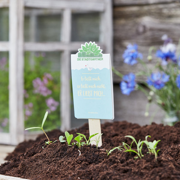 Cartel de jardín con la inscripción "Él me ama, él no me ama" en un macizo de plantas jóvenes y un fondo borroso con ventanas y flores azules.
