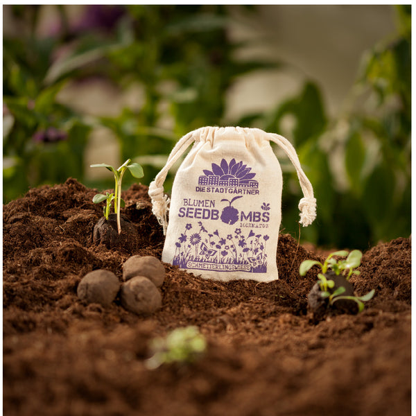 La planta joven crece junto a una bolsa de tela etiquetada "Bombas de semillas de flores", rodeada de tierra y bolas de semillas.