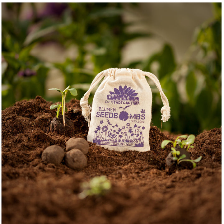 La planta joven crece junto a una bolsa de tela etiquetada "Bombas de semillas de flores", rodeada de tierra y bolas de semillas.