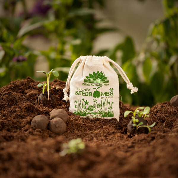 Plántulas y bombas de semillas en una bolsa de yute sobre suelo fértil: un concepto para la jardinería y la protección del medio ambiente.