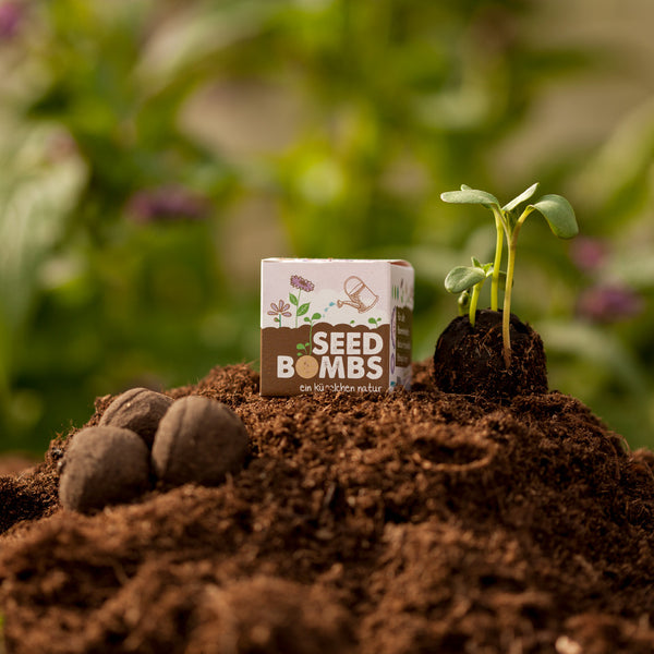 Un paquete de bombas de semillas, tierra y una planta en germinación junto a bombas de semillas en tierra fértil contra un fondo verde borroso.