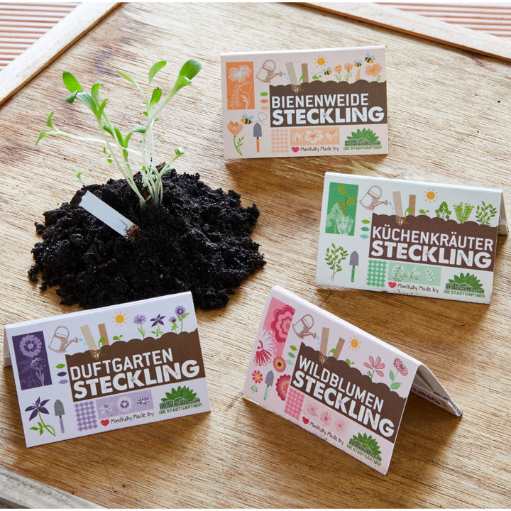 Esquejes de plantas con tierra sobre una mesa de madera con embalaje para pasto de abejas, hierbas de cocina, jardines perfumados y flores silvestres.