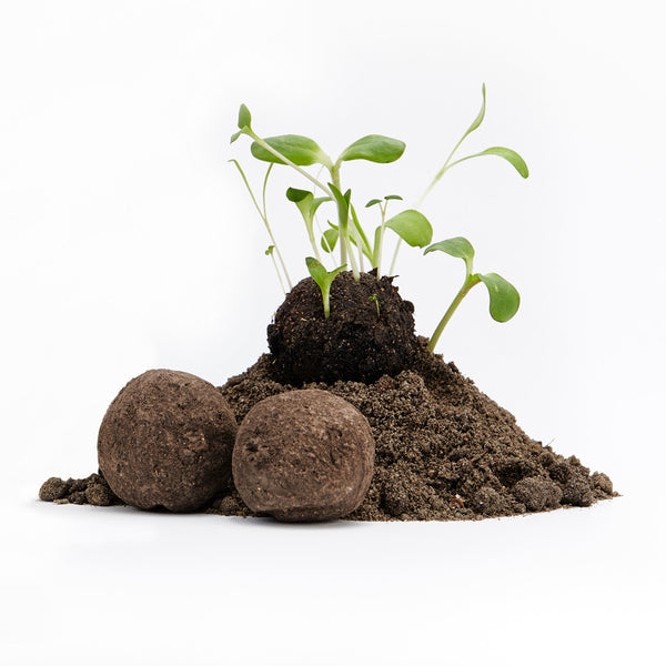 Plantas jóvenes que crecen en un montículo de tierra junto a dos bombas de semillas sobre un fondo blanco.