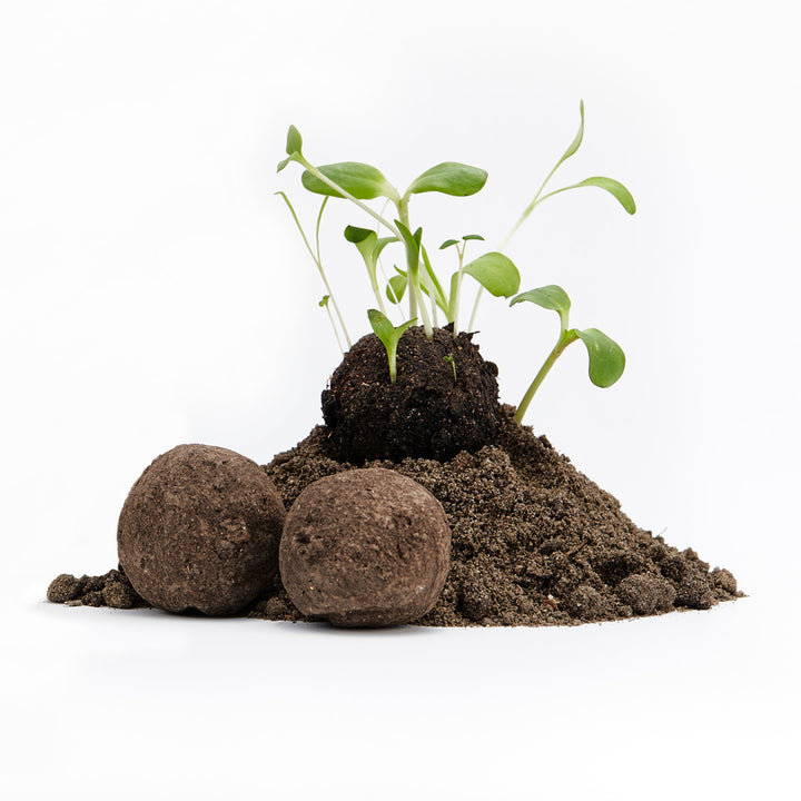 Plantas jóvenes que crecen en un montículo de tierra junto a dos bombas de semillas sobre un fondo blanco.