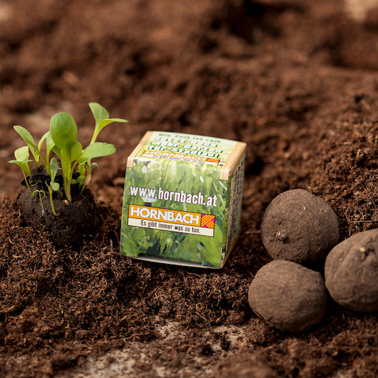 Plante la plántula junto a un cubo con la inscripción "hornbach.at" y bolas de tierra sobre tierra fértil.