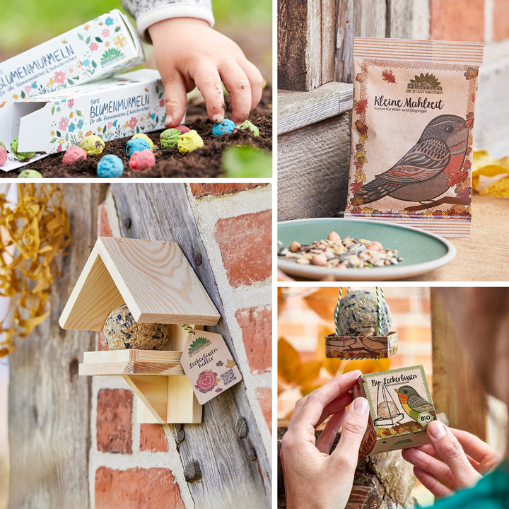 Cuatro imágenes con temática de jardín: un niño plantando bombas de semillas de colores, un comedero para pájaros en una pared de ladrillos, semillas para pájaros en un plato y manos sosteniendo un paquete de semillas para pájaros.
